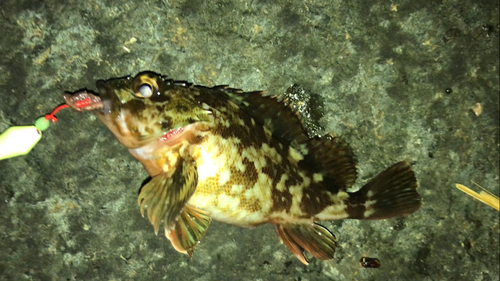 カサゴの釣果