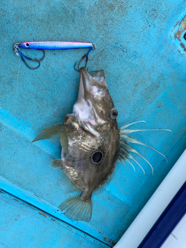 マトウダイの釣果