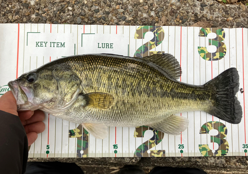 ブラックバスの釣果