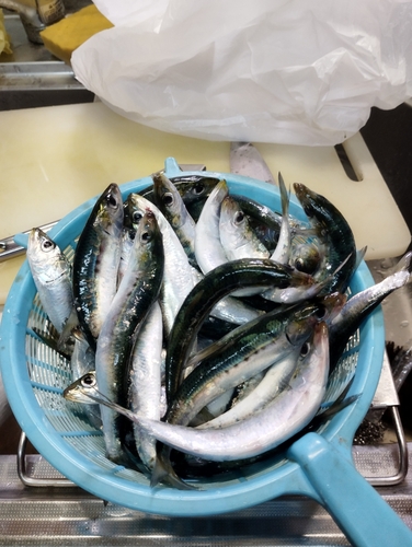 マイワシの釣果