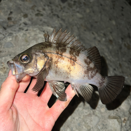 メバルの釣果