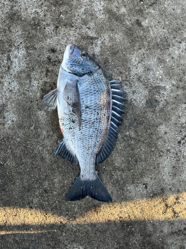 クロダイの釣果