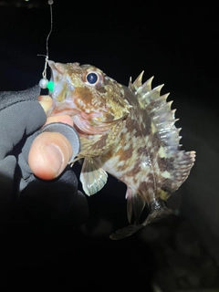 カサゴの釣果