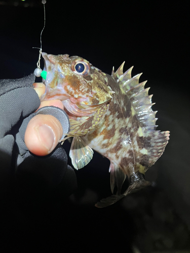 カサゴの釣果