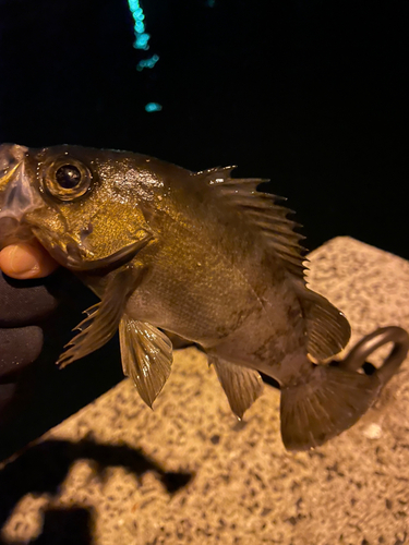 メバルの釣果