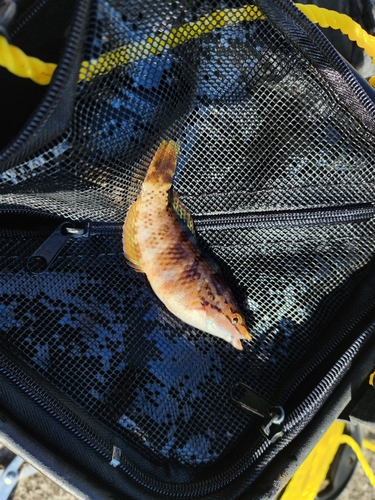 アカササノハベラの釣果