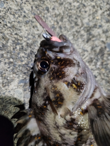 オウゴンムラソイの釣果