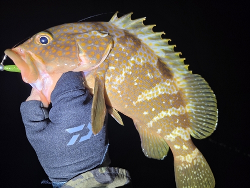 アコウの釣果