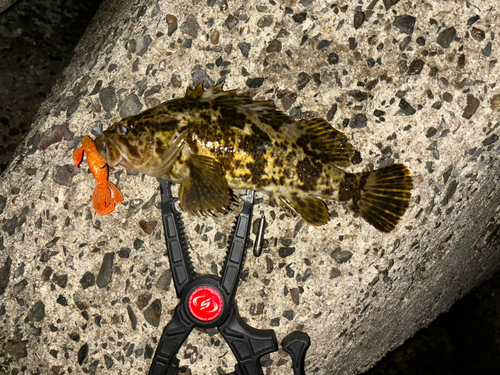 タケノコメバルの釣果