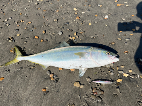 ワラサの釣果