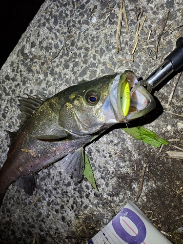 シーバスの釣果