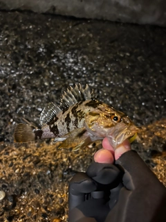 タケノコメバルの釣果