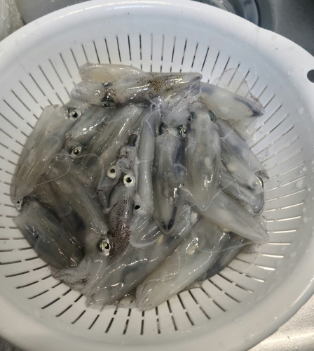 ベイカの釣果