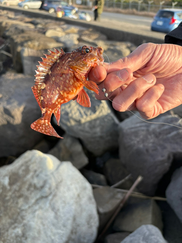 カサゴの釣果