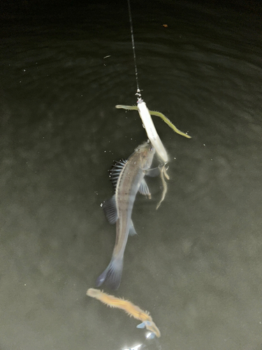 スズキの釣果