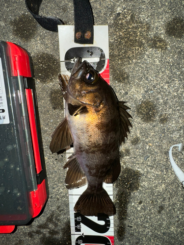 メバルの釣果