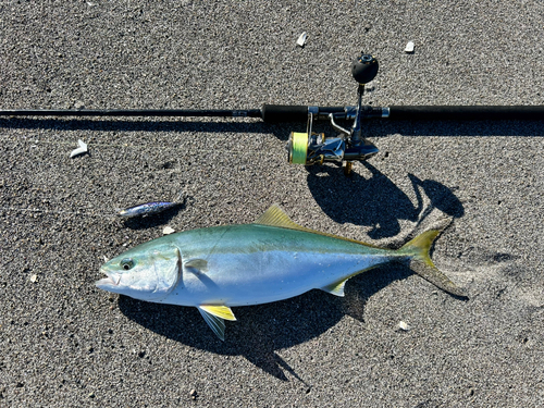 イナダの釣果