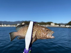 オオモンハタの釣果