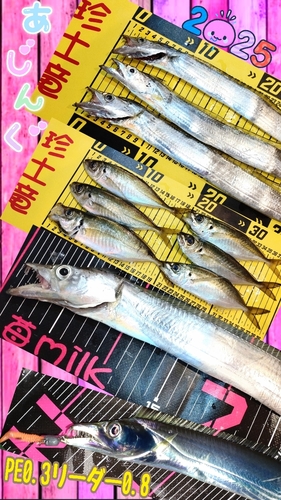 タチウオの釣果