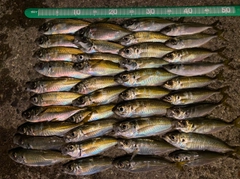 アジの釣果