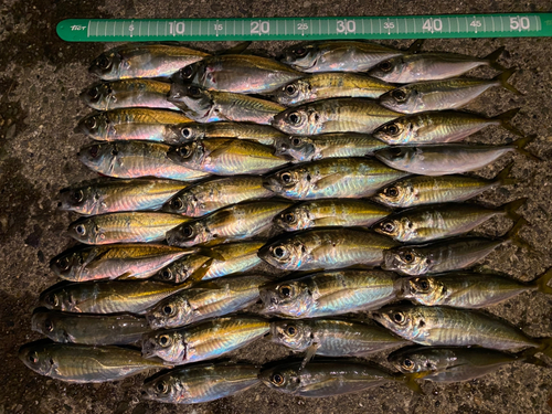 アジの釣果