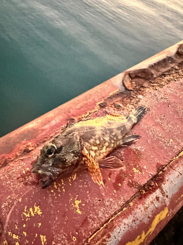 アラカブの釣果