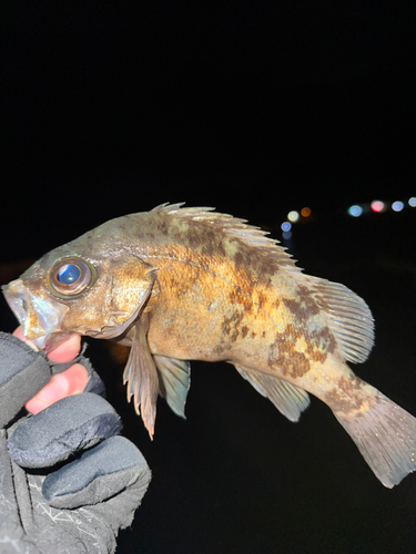 メバルの釣果