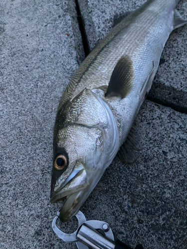 スズキの釣果