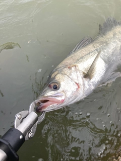 スズキの釣果