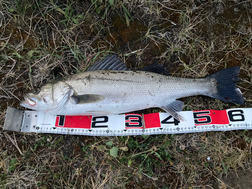 スズキの釣果