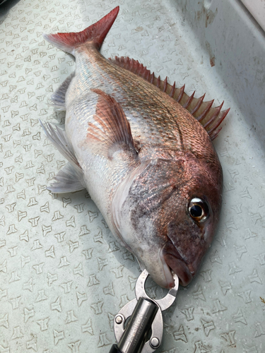 タイの釣果