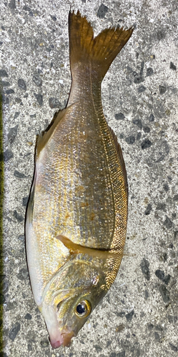 ウミタナゴの釣果