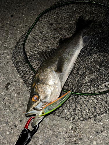 スズキの釣果