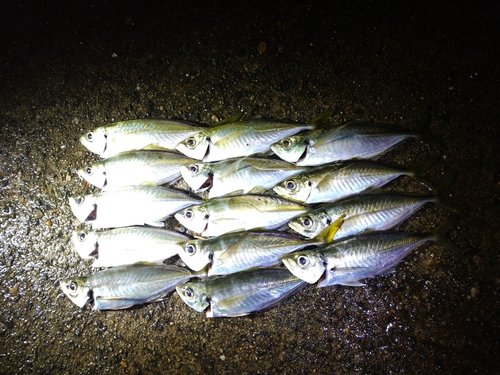 アジの釣果