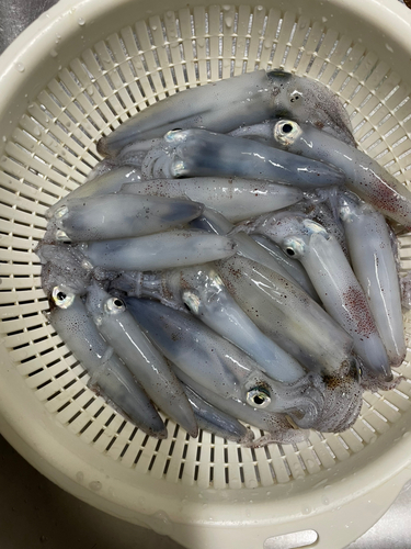 マメイカの釣果