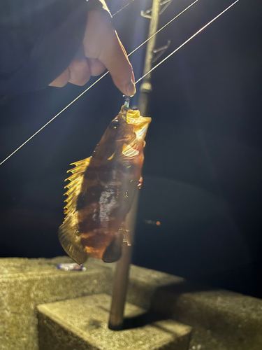 オオモンハタの釣果