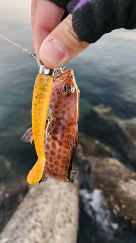 オオモンハタの釣果