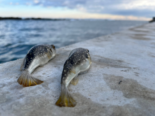 クサフグの釣果