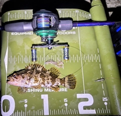 タケノコメバルの釣果