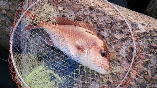 マダイの釣果