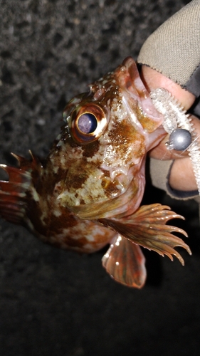 カサゴの釣果