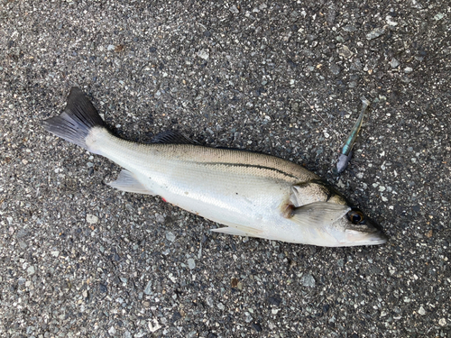 セイゴ（マルスズキ）の釣果