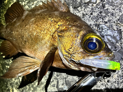 メバルの釣果