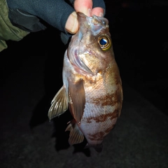 メバルの釣果