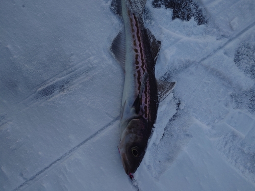 スケトウダラの釣果