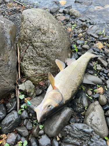 ウグイの釣果