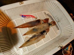 イカの釣果