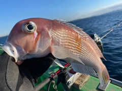 アマダイの釣果