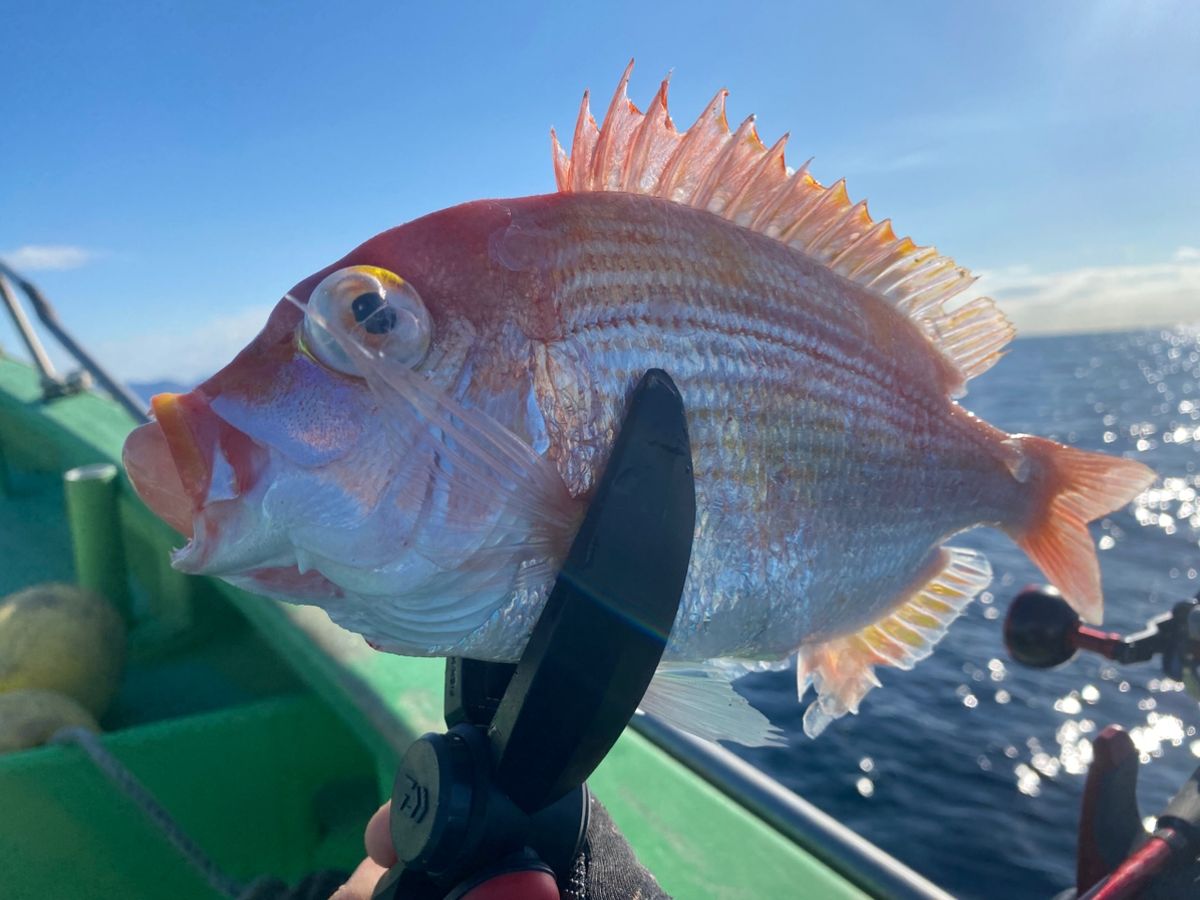 湘南のかつさんの釣果 2枚目の画像