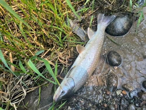 アメマスの釣果